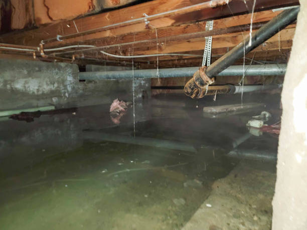 Best Carpet water damage restoration  in Wayland, IA