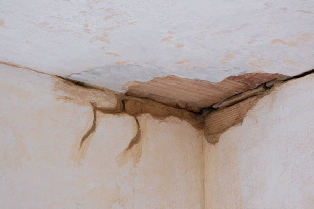 Best Professional water damage repair  in Wayland, IA